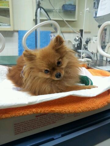 Meeka Recovers at the Veterinary Hospital